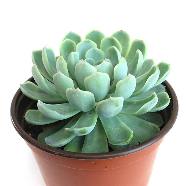 Echeveria elegans "groß" im 12cm Topf Echeveria elegans "groß" im 12cm Topf